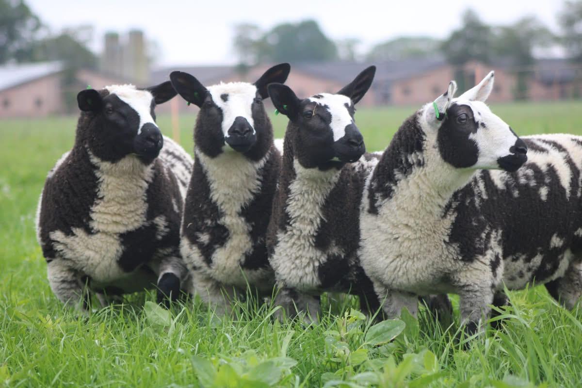 Bonte schapen